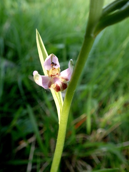 Ophrys apifera var. tilaventina